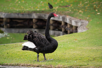 Black swan on the bank