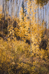 Aspen trees in Colorado during autumn. 