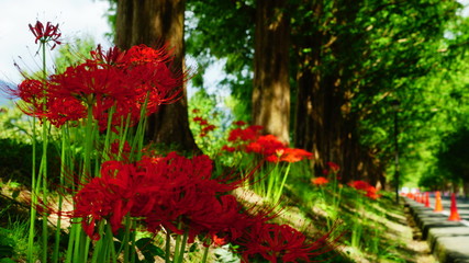 マキノメタセコイヤ並木