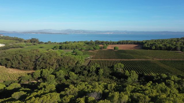 panoramic view of rural landscape in Porquerolles aerial vineyards sunny day 