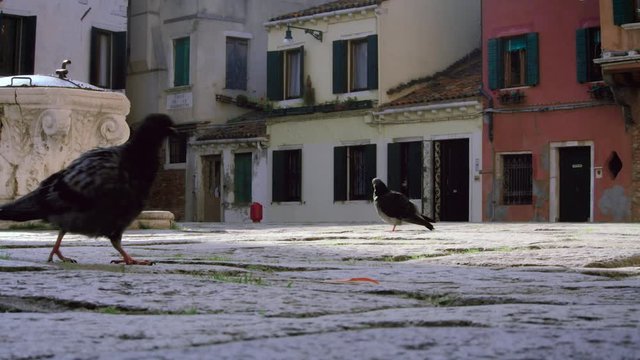 Pigeons in town square - Venice, Italy - low angle