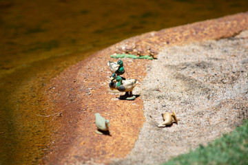 Miniature toy ducks