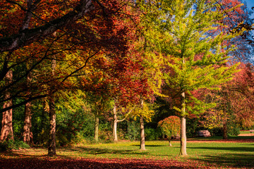 autumn landscape with golden trees  in a city park