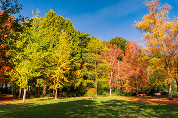 autumn landscape with golden trees  in a city park