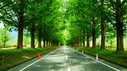 マキノメタセコイヤ並木