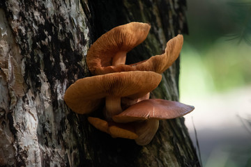 Orange fungus on a tree