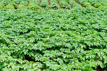 Fototapeta premium Potato field with green shoots of potatoes