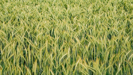 green wheat field and sunny day