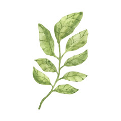 Leaf watercolor element in green. Hand-drawn similar suitable for the design of paper, textiles, cards or souvenirs
