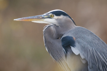 Great Blue Heron Portrait