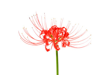 red flower of spider lily on a white background