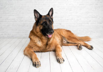 German Shepherd dog posing on white wood background and looking at a camera