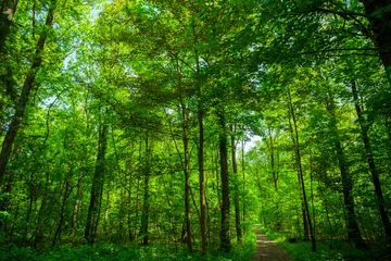 Fotobehang bos bomen. natuur groen hout © EwaStudio