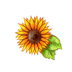 Sunflower on a white background hand drawing.