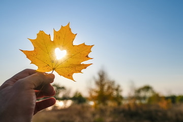 Autumn yellow leaf of maple with cut heart in a hand against blue sky on sunset - Powered by Adobe