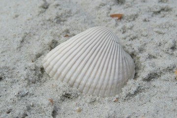 Beautiful white seashell on sand background in Florida