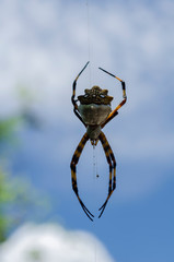 Argiope Spider Against Sky Background