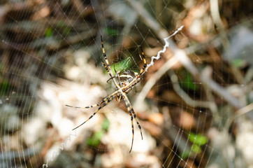 Belly Of Silver Argiope Spider