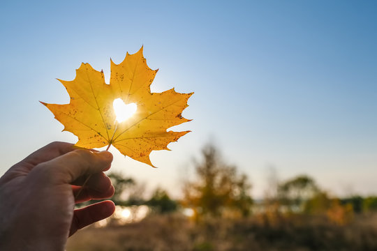 Autumn yellow leaf of maple with cut heart in a hand against blue sky on sunset