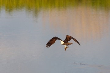 osprey hunting