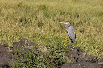  Great Blue Heron