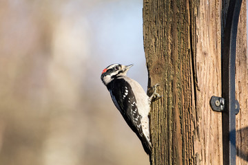 downy woodpecker