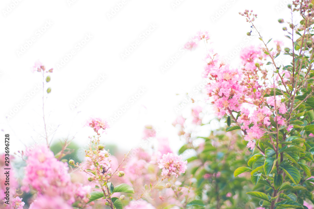 Wall mural Crepe Myrtle blooms closeup background. Lagerstroemia flowers. Photo shot in Northwest Florida. With Copy Space