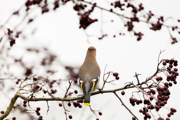 Bohemian Waxwing
