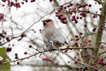 Bohemian Waxwing