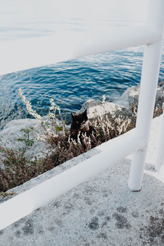 El gato te espia desde las rocas