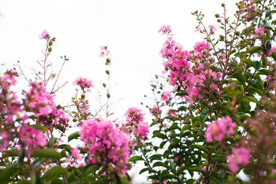 Crepe Myrtle blooms closeup background. Lagerstroemia flowers. Photo shot in Northwest Florida. With Copy Space
