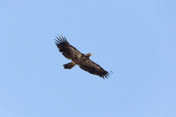Obraz premium juvenile bald eagle
