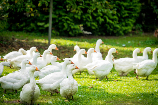 A flock of domestic white geese. White domestic Geese