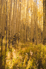 Aspen trees in Colorado during autumn. 