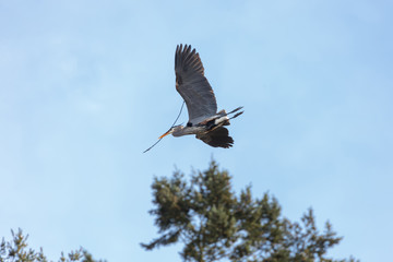 Great blue heron building its nest