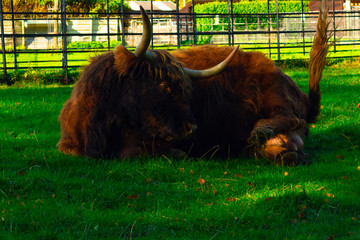 Cow Laying Down Passing Gas
