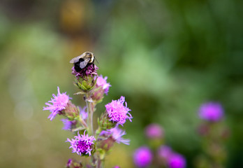 Bumble bee on a pink flower
