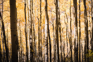 Close up on aspen trees during autumn. 