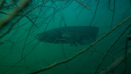Adventurous picture of European catfish in nature habitat. Huge water volume with dead wood branch near offshore in green tones color in background with big fish.
