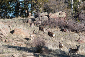 Herd of Deer on the Mountainside