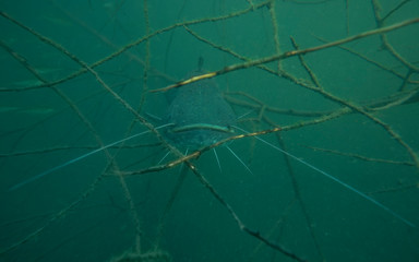 Adventurous picture of European catfish in nature habitat. Huge water volume with dead wood branch near offshore in green tones color in background with big fish.