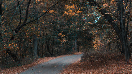 Obraz premium Autumn forest road. Colorful landscape with trees, rural road, orange leaves. Travel. Autumn background. Magic forest