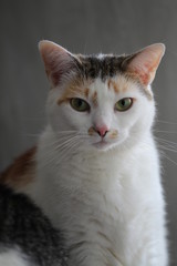 Fototapeta premium Portrait einer Katze