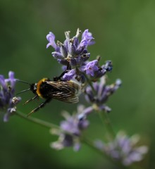 Fleißige Hummel