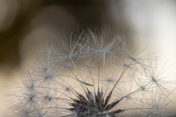 dandelion isolated on black background