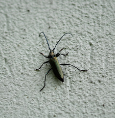 Metallic Käfer