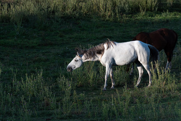 Obraz premium Sunlit white horse grazing on thistles in a pasture, Eastern Washington State