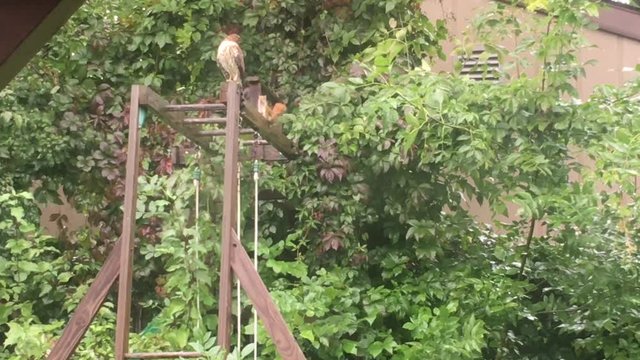 Crazy squirrel want to play with hawk on wood, but bird of prey not having any of it.
