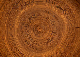 Detailed warm dark brown and orange tones of a felled tree trunk or stump. Smooth organic texture of tree rings with close up of end grain.