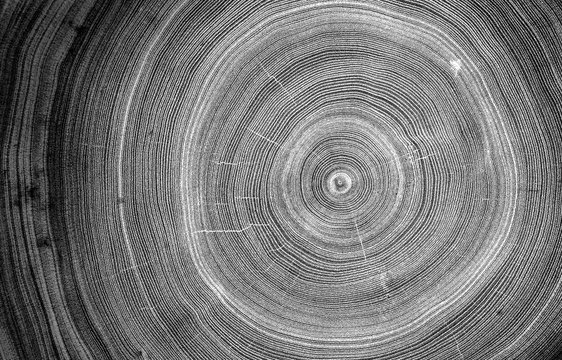 Detailed macro view of felled tree trunk or stump. Black and white organic texture of tree rings with close up of end grain.